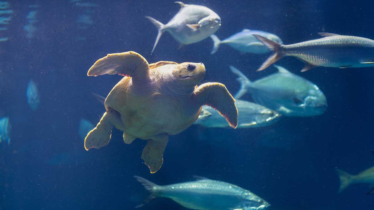 South Carolina aquarium turtle and fish