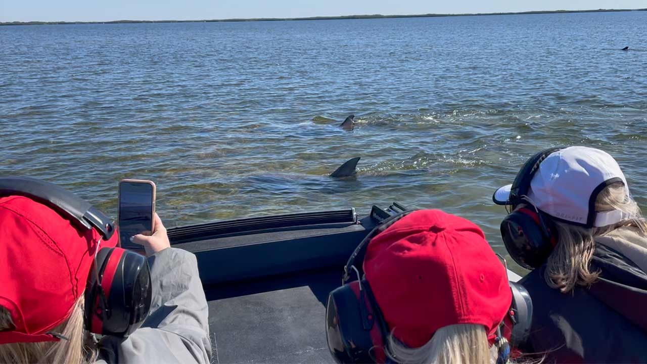 Airboat riders see dolphins 1280 by 720