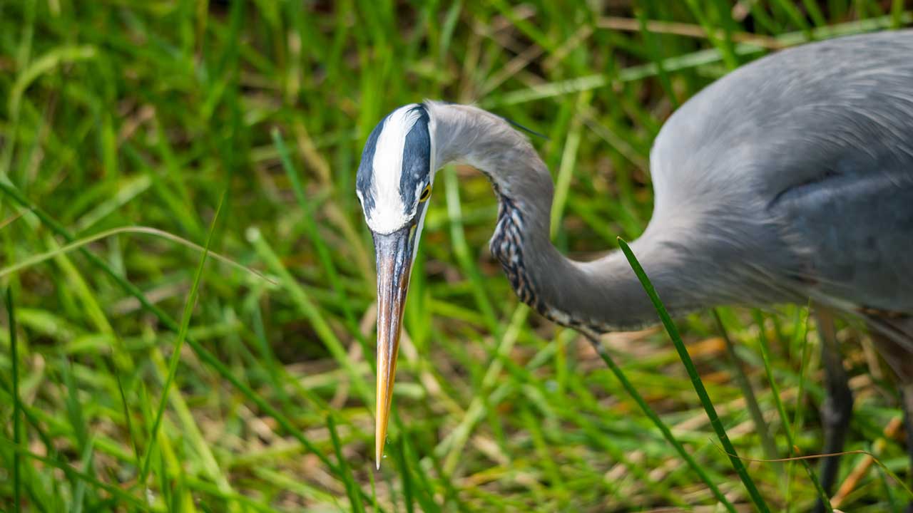 Blue heron in the everglades 1280 by 720