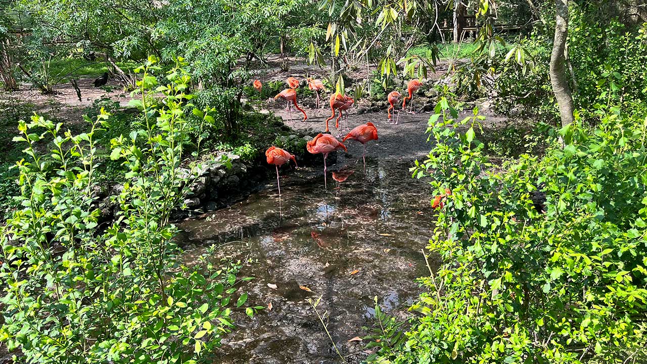 Flamingo's in wetlands 1280 by 720