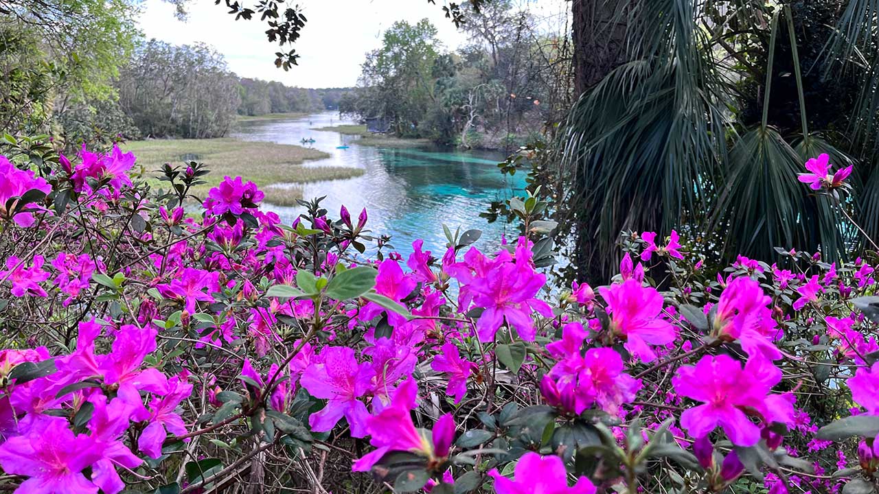 Purple flowers along a water way 1280 by 720