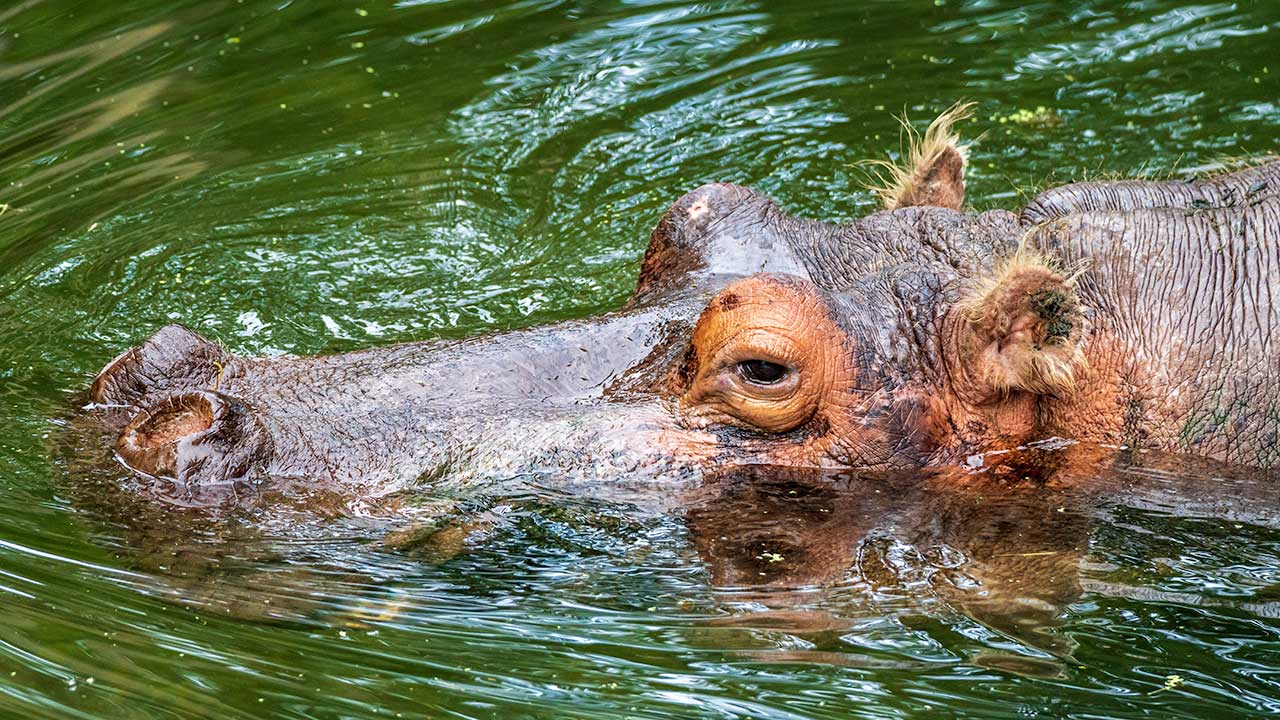 Hippopotamus submerged in water 1280 by 720