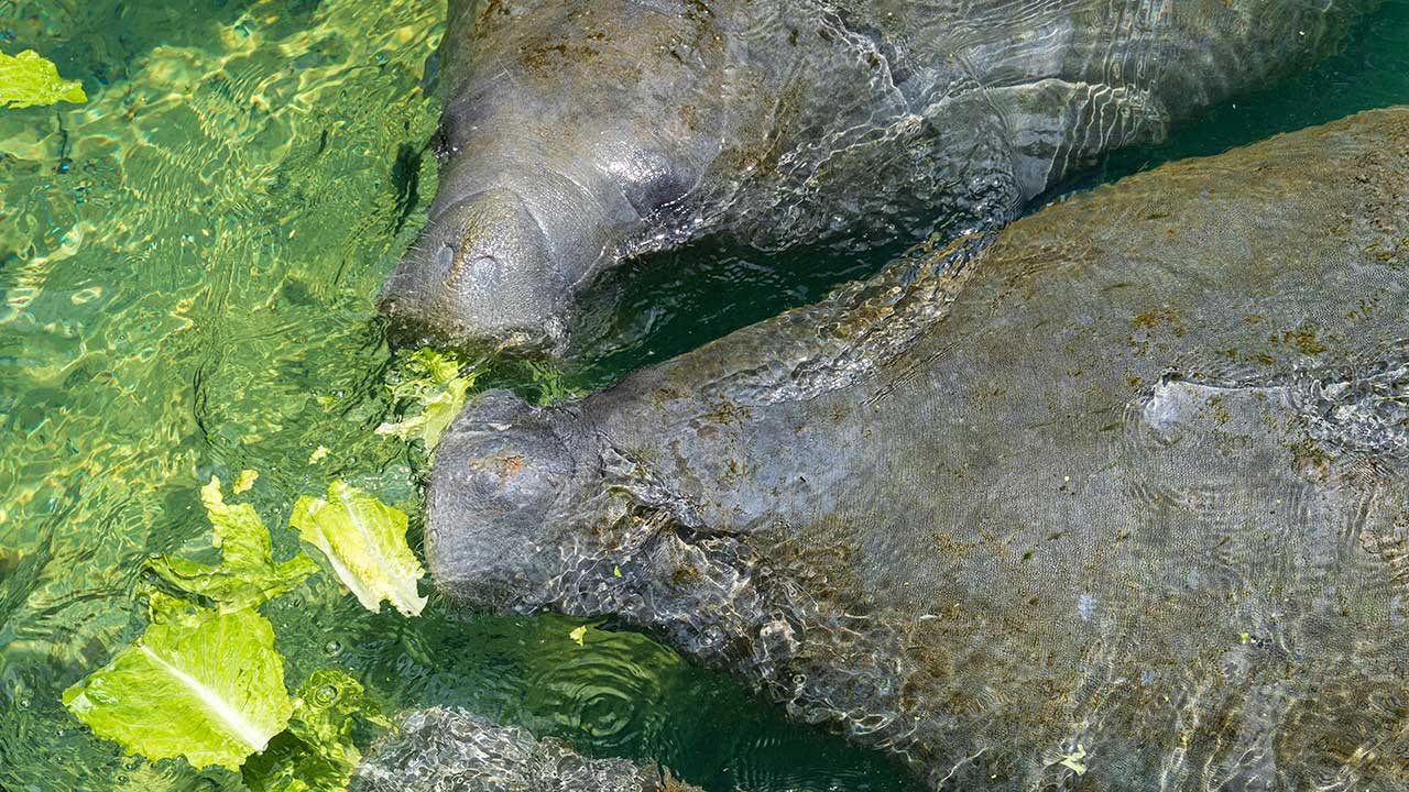manatees grazing in the water 1280 by 720