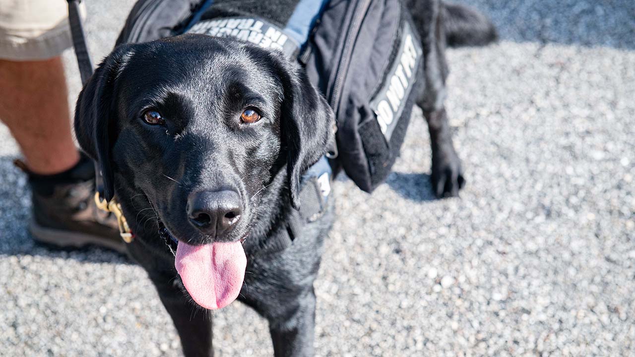 JM Family's sponsored service dog, Ace, looks up at the camera. Ace is a large black dog with brown eyes wearing a vest that says "animal in training." 