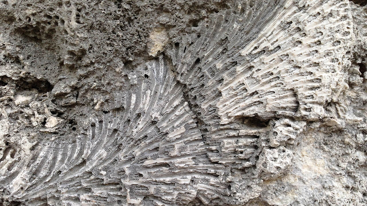 Fossils at Windley Key Fossil Reef Geological State Park