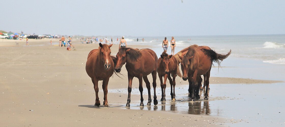 Corolla Horses