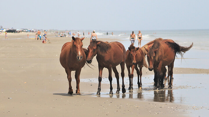 Corolla Horses