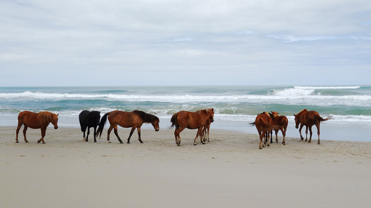 Corolla Horses