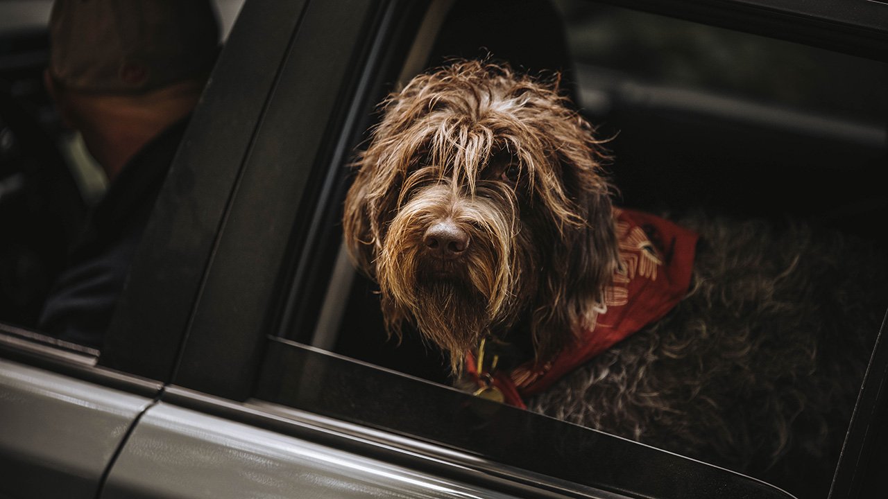 Dog passenger