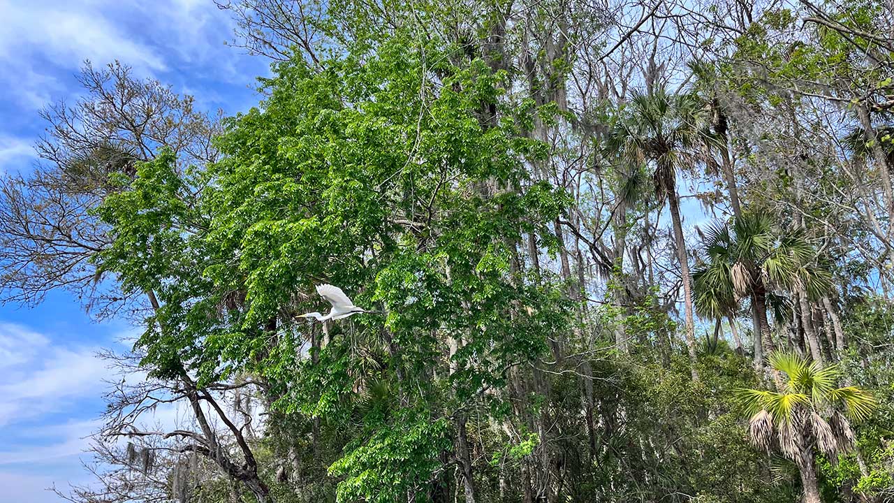 White heron in flight on Florida's nature coast 1280 by 720