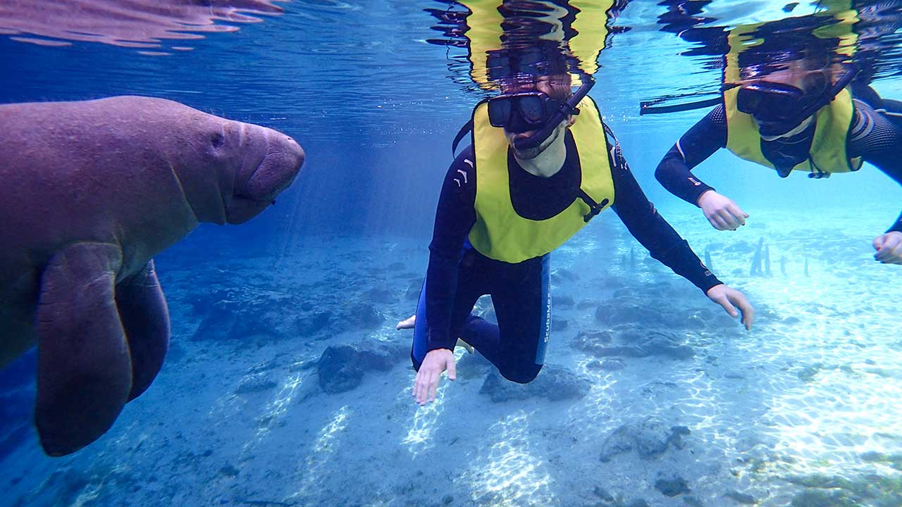 Manatees and snorkelers 1280 by 720