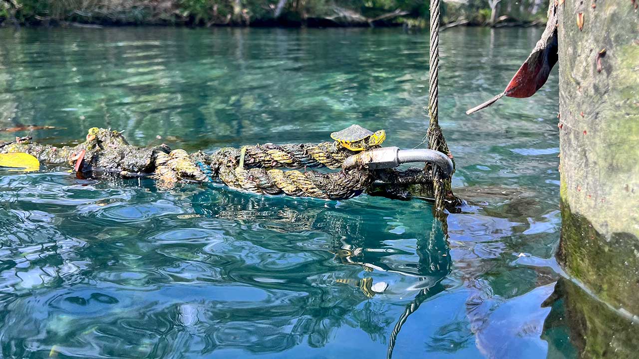 Turtle resting on a rope 1280 by 720