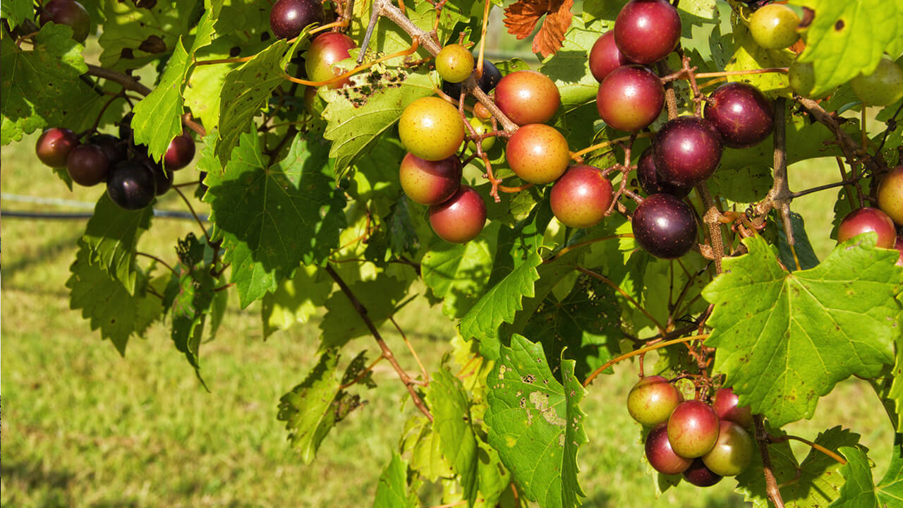 Grapes for making wine